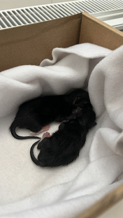 История двух котят