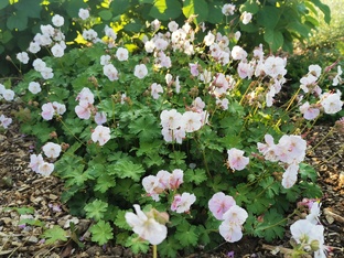 Выбор растений для сада