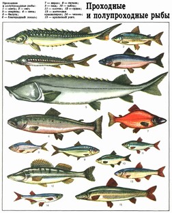 Проходные рыбы от Дуная до Чукотки.
