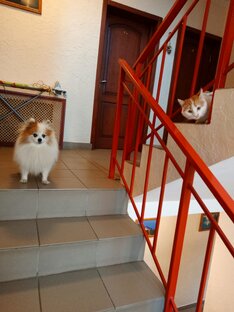 Котопёса