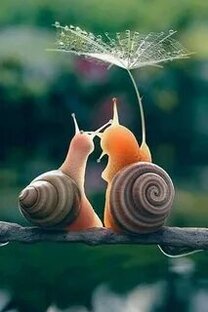 В Дзине, на Дзине, о Дзине