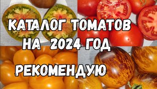 КАТАЛОГ ТОМАТОВ на 2024 год