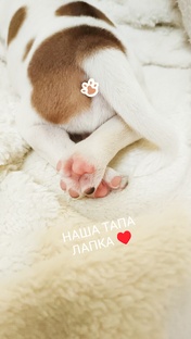 Боськины лапки, тапа лапки🐶🐾