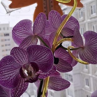 Мои орхидеи