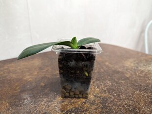 Посадка в кору.