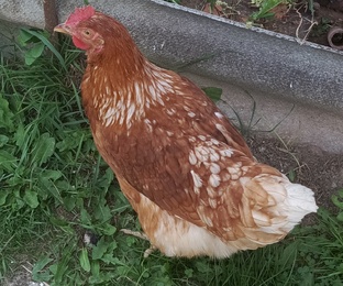 Мои курочки