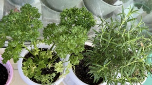 Огород на балконе