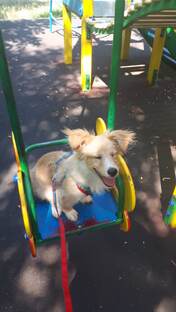 ПриключенияПочтиКорги