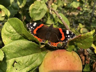 Ох уж эта дача…