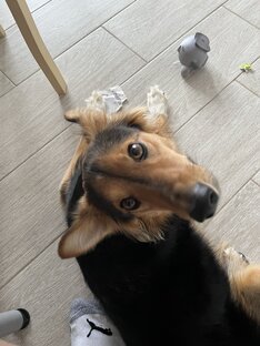 Животные 