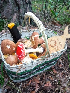 Грибы и грибалка