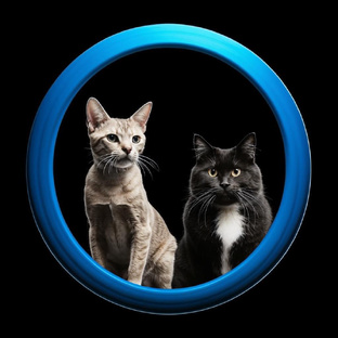 Пушистые хвостики🐈‍⬛