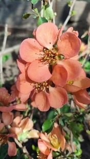 ПРОГУЛКА ПО САДУ