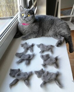 Мир животных