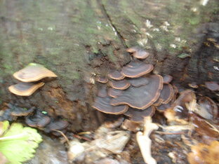 Походы и рыбалки. 