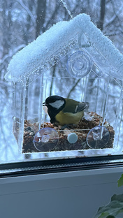 Наблюдение за птичками