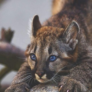 Кошки дикие: тайны хищников, о которых молчат леса