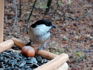 ФОТО. Лесные жители. 