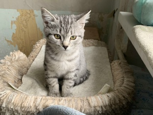 Котёнок из общежития