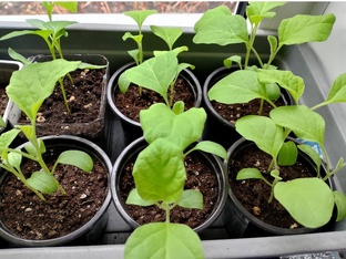 Что растёт весной на подоконнике? 