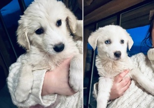 Белые щенки