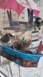 Подкормка птиц