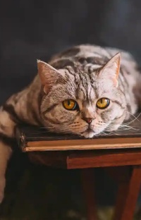 Соединяем смайлики все части .