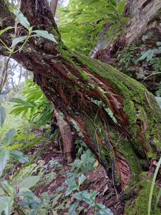 Неизведанная Мегалайя