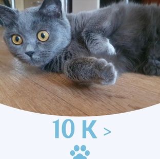 Популярные публикации с Алисой