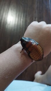 Милли и Молли