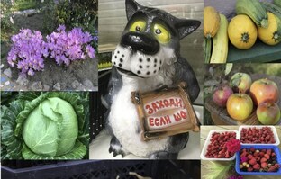 ЗАКАЗЫ на семена и ПОДАРКИ