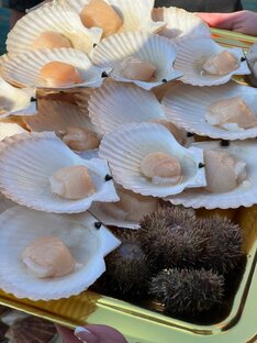 Морской гребешок во Владивостоке 