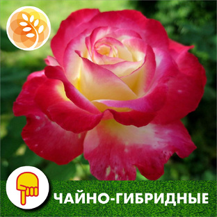 Розы чайно-гибридные