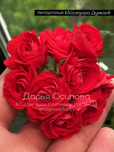 Пеларгонии