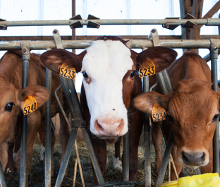 Животноводство ВИК