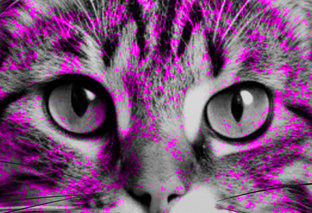 Кот Шредингера