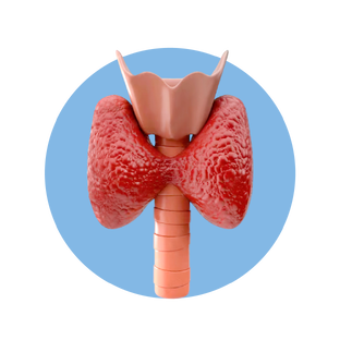 Эндокринология