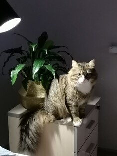 Кот Вэнди, миниЛев