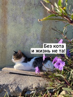 Без кота и жизнь не та!