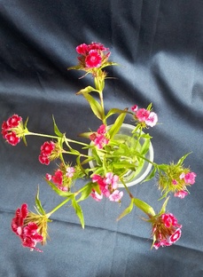 Только для моих подписчиков