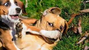 ВИДЕО С ЖИВОТНЫМИ