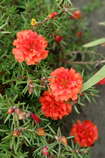 Дайджест цветения 2024 год