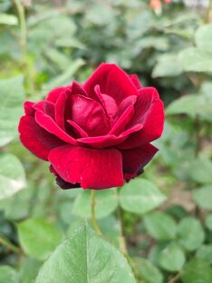 Природа  и местные достопримечательности ☀️🏘️🌳