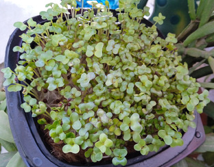 Огород на подоконнике