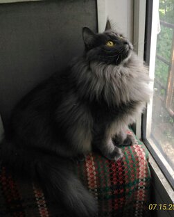 Самый храбрый кот.