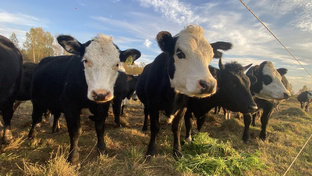 Коровки со вкусом 