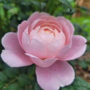 Галерея моих роз❤️