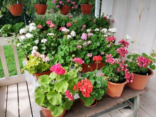 Советы по уходу за пеларгониями.