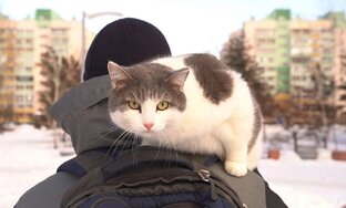 Неуличный кот по имени Мирон