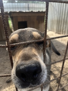 Поездки в приют 